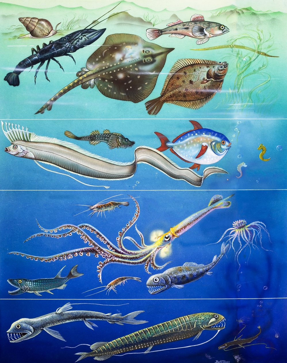Underwater Creatures Montage by English Photographer