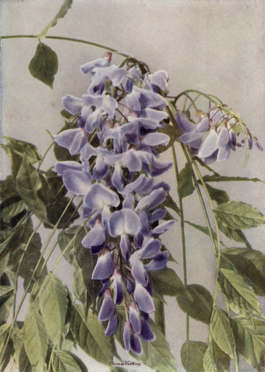 Wistaria Chinensis by English Photographer