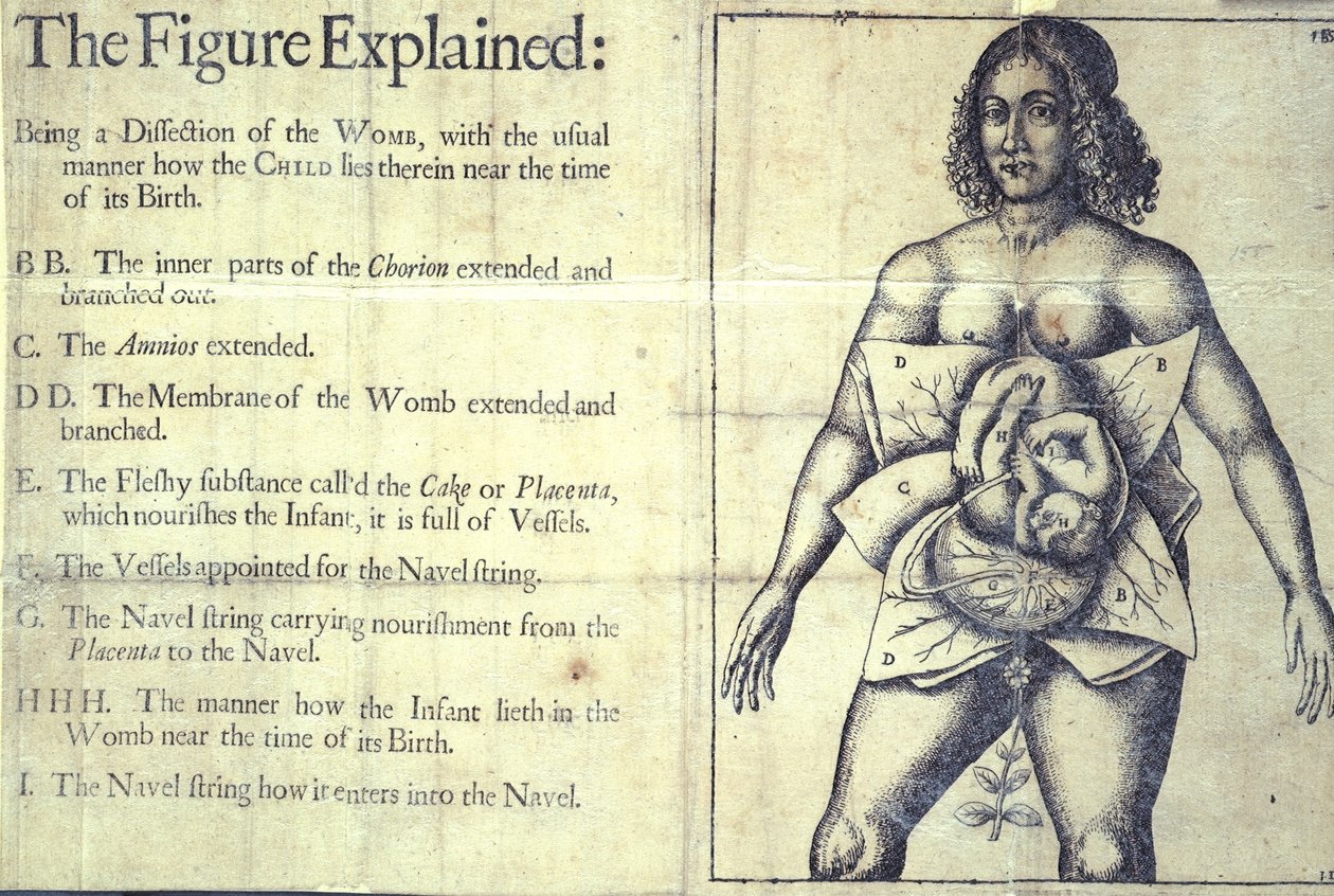 The Figure Explained by English School: Buy fine art print
