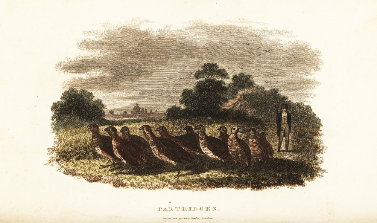 18th century English man driving a covey of tame partridges from Sussex to London on a bet by English School