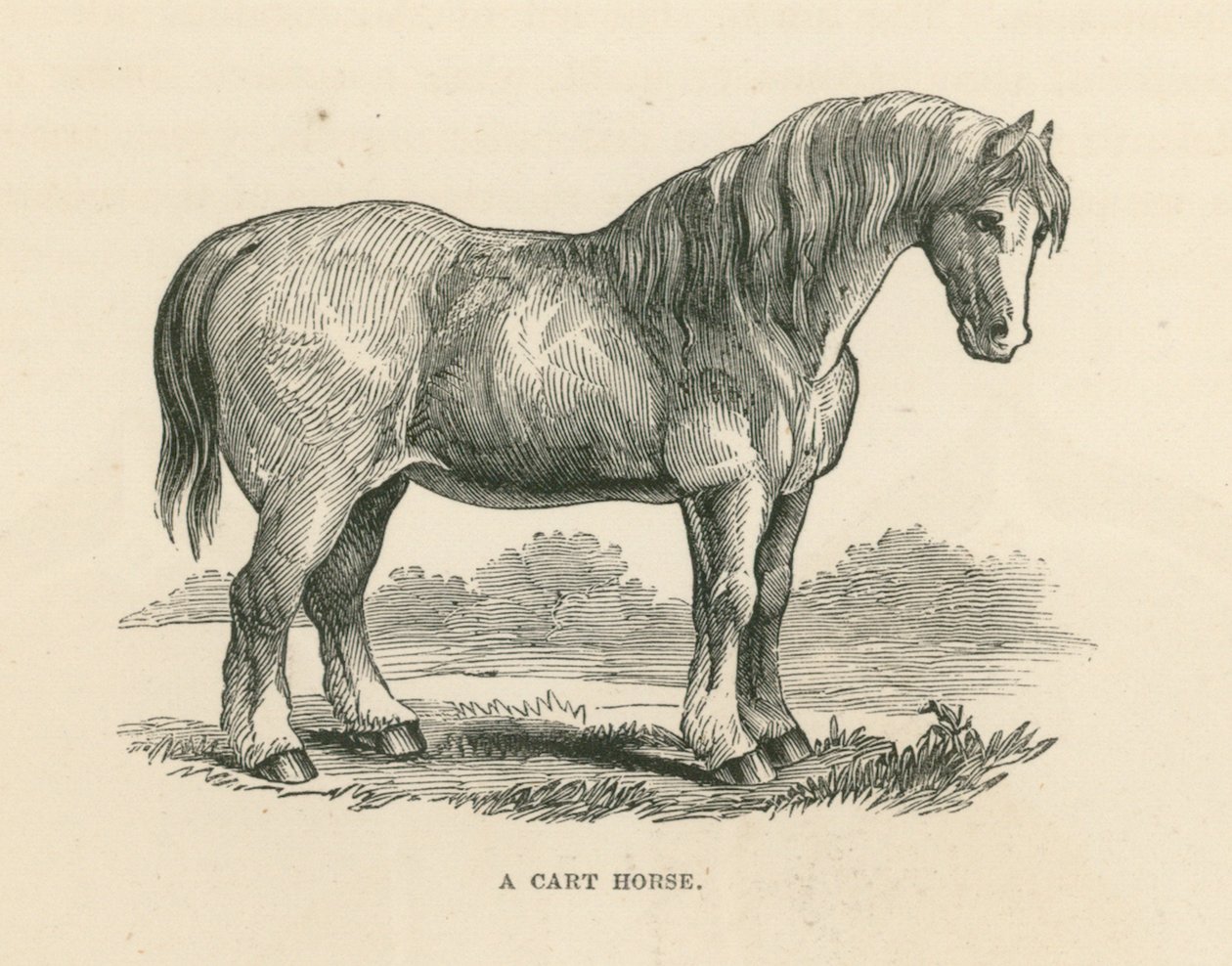 A Cart Horse by English School