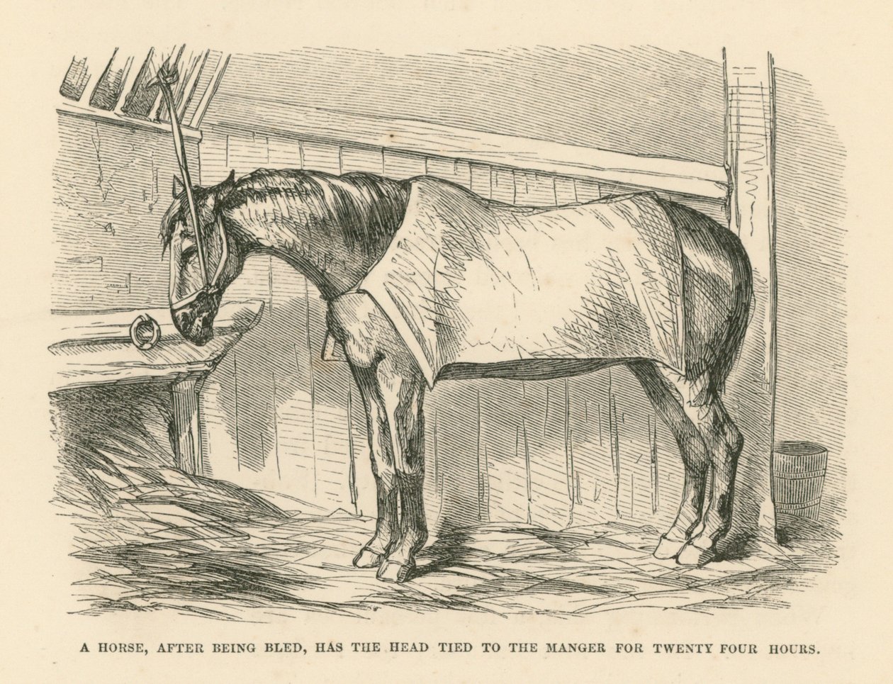 A Horse, After Being Bled, Has the Head Tied to the Manger for Twenty Four Hours by English School