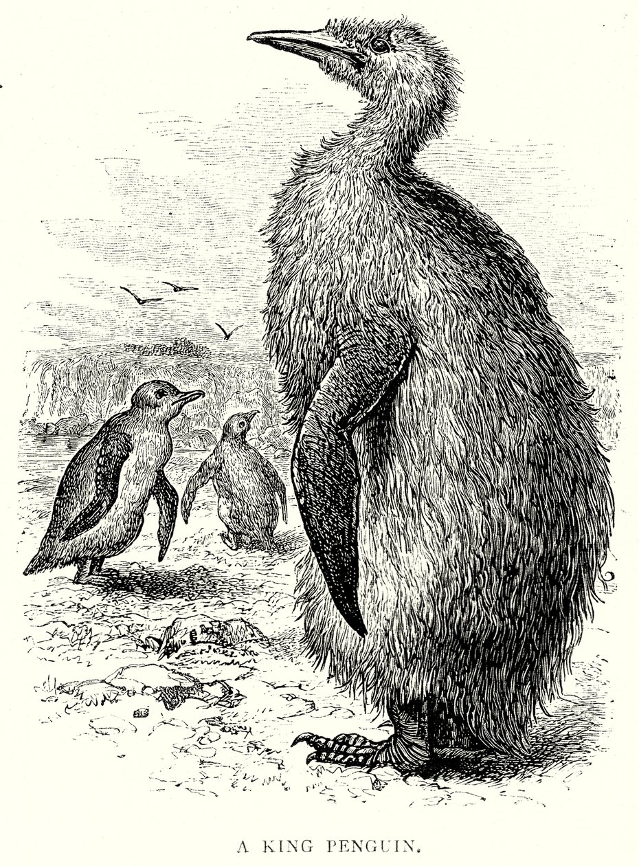 A King Penguin by English School