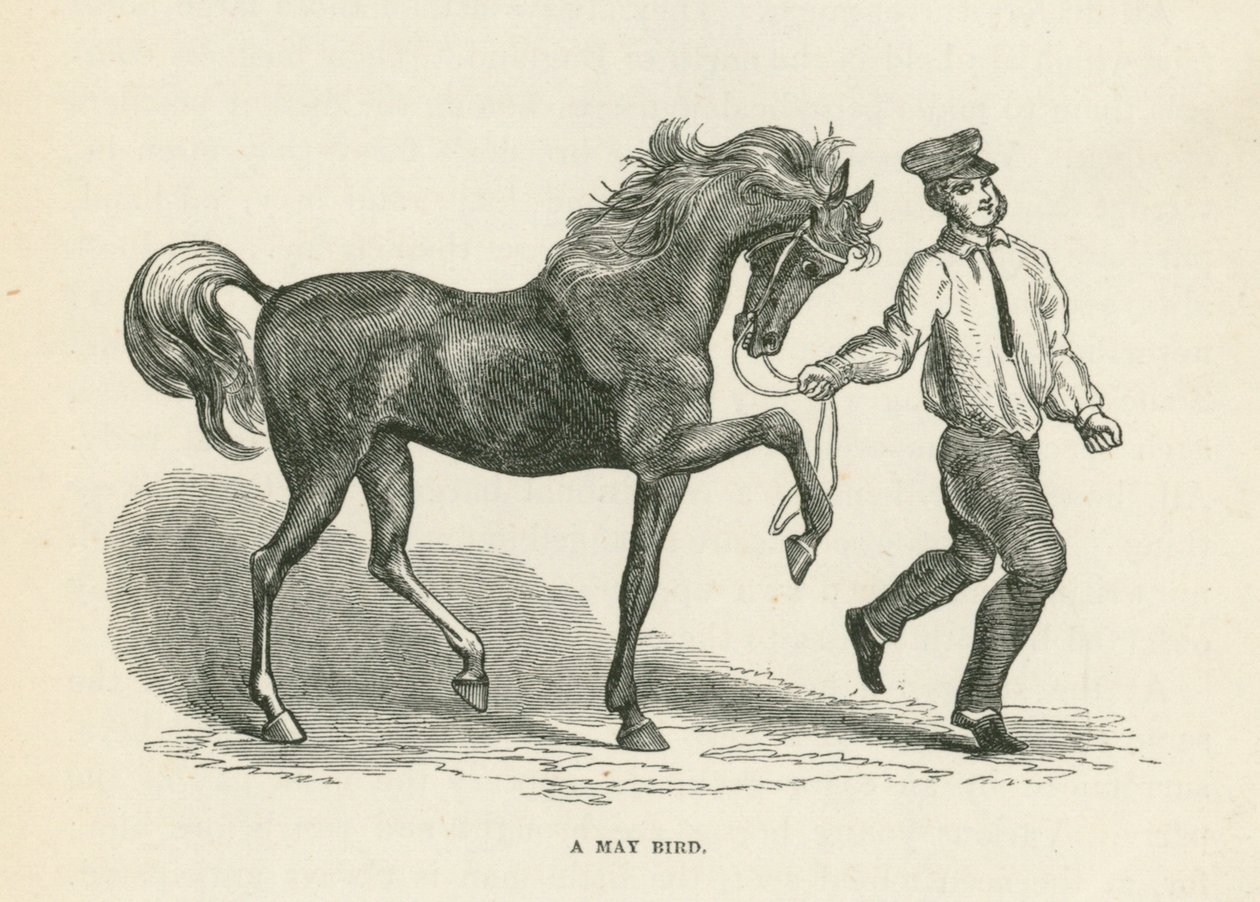 A May Bird by English School