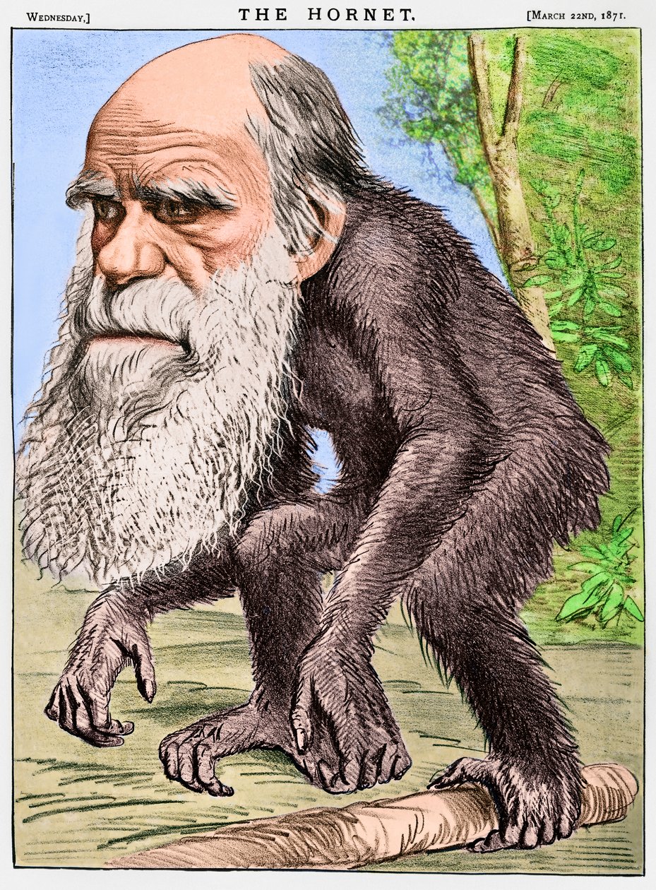 A Venerable Orang-Outang, a Caricature of Charles Darwin as an Ape by English School