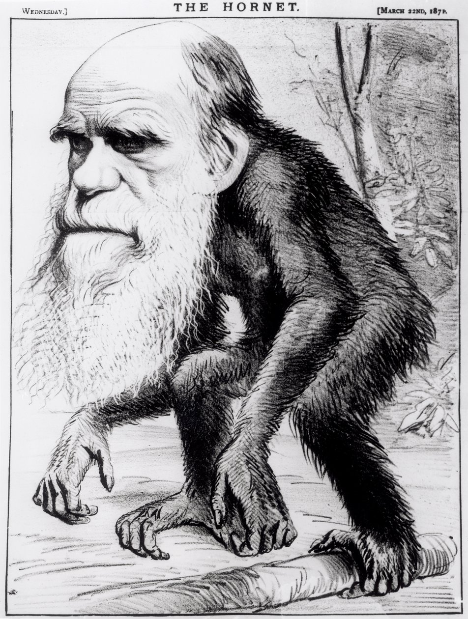 A Venerable Orang Outang, from 