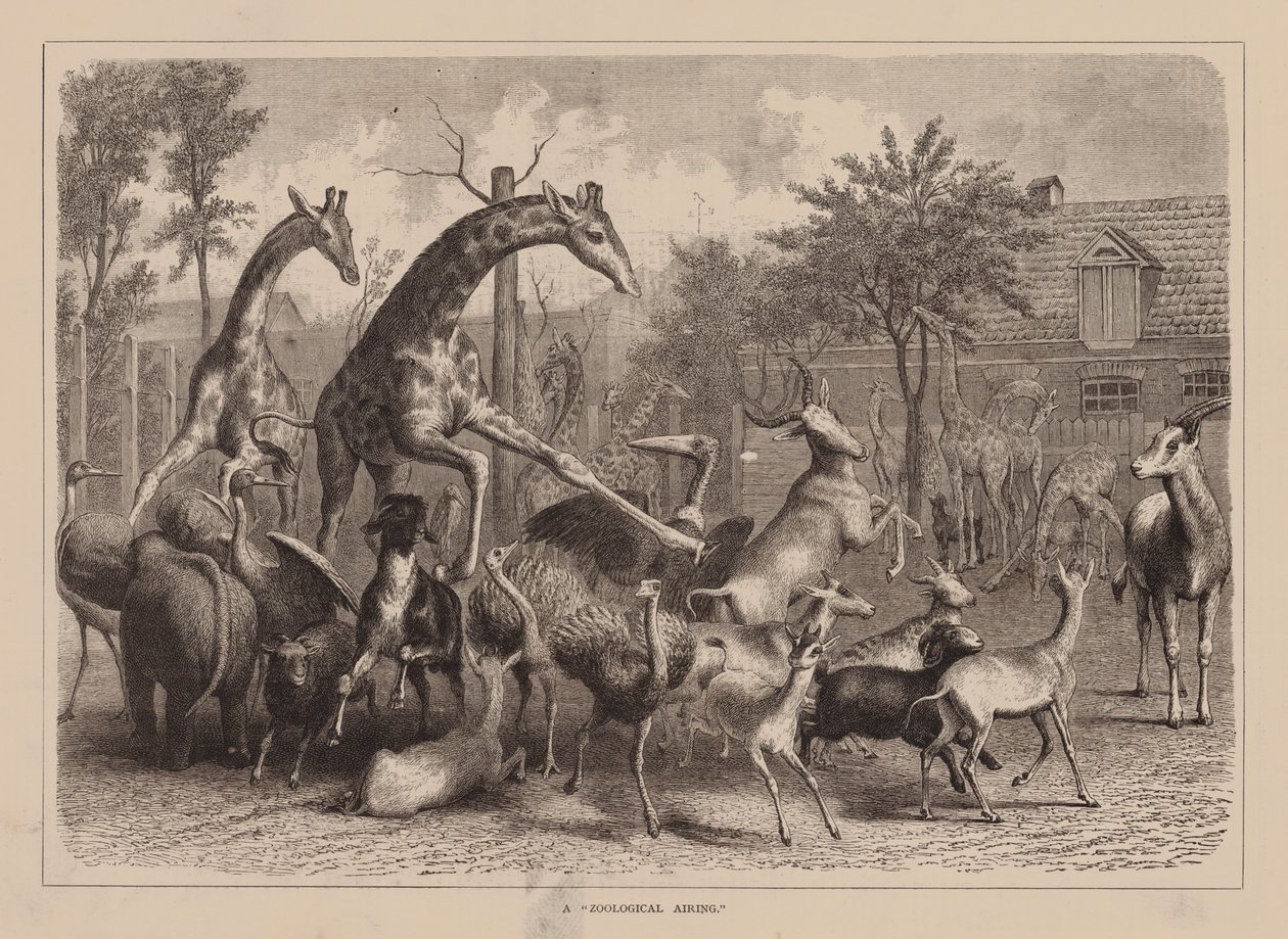 A "Zoological Airing" by English School