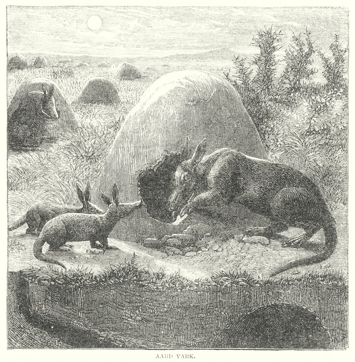 Aardvark by English School