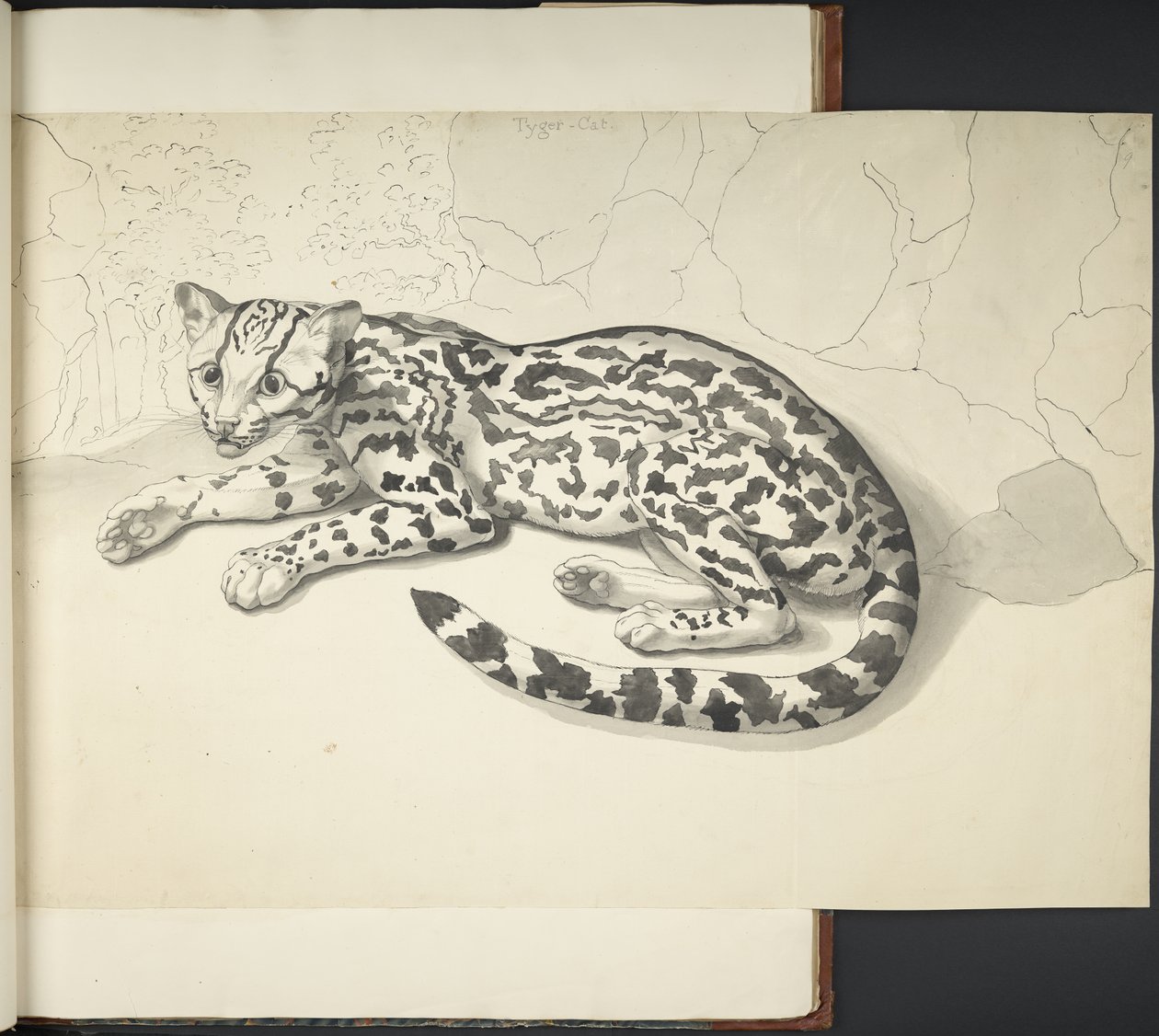 Tyger Cat, from 