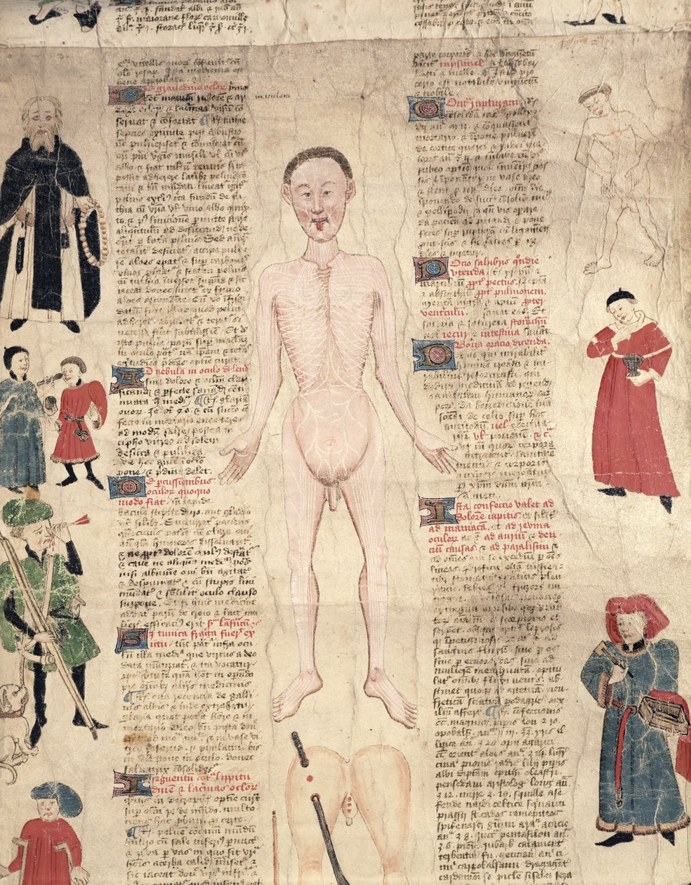 Anatomical diagram, from De arte phisicali e de cirugia by John Ardene by English School