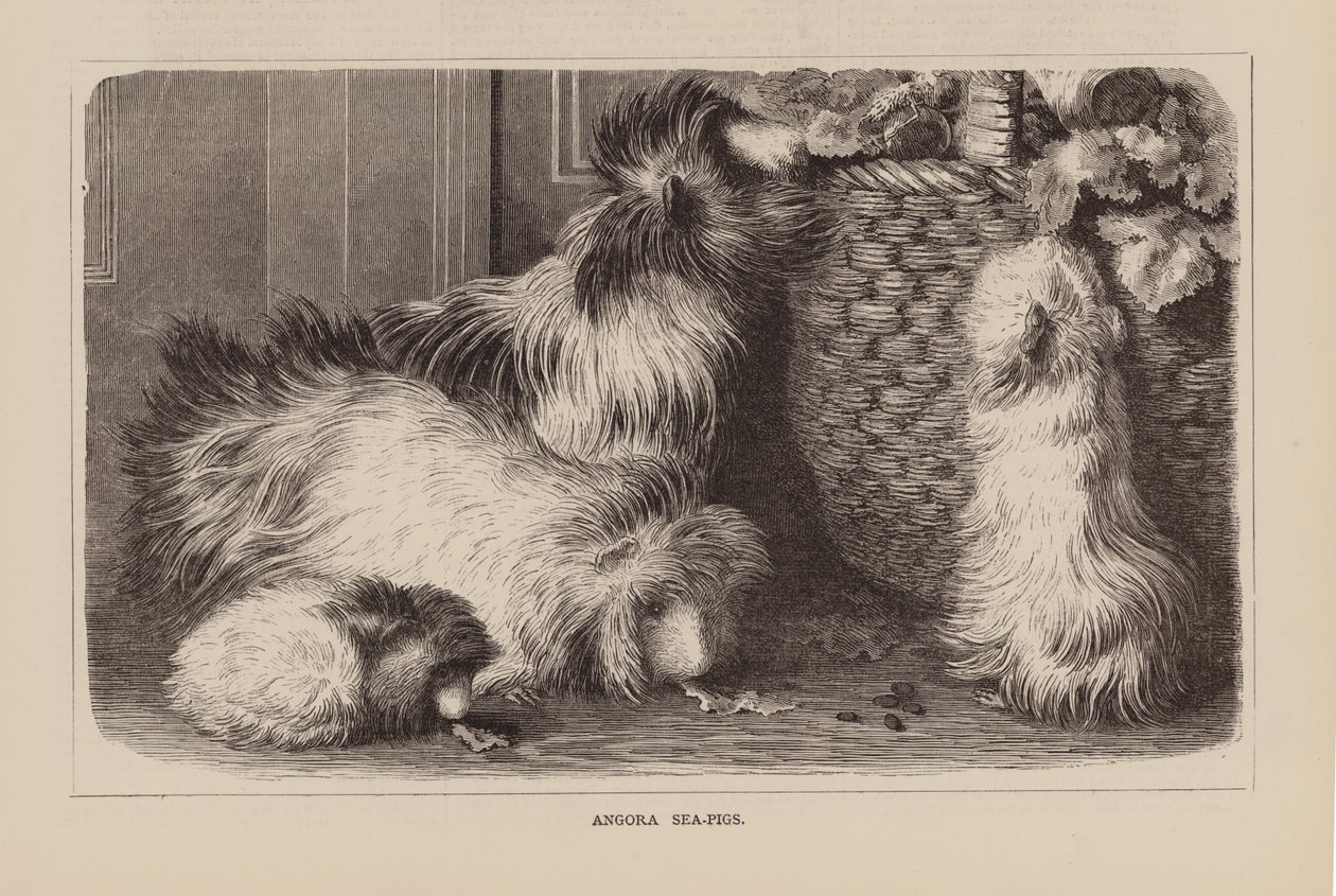 Angora Sea-Pigs by English School