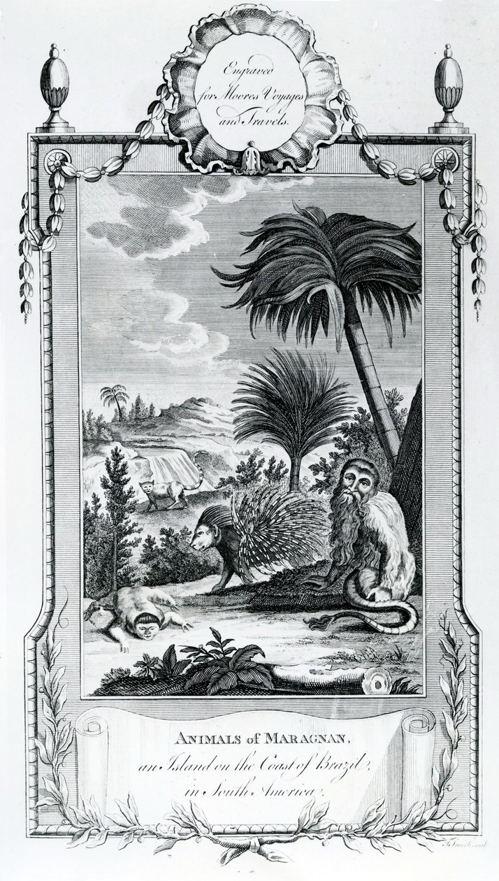 Animals of Maragnan, illustration taken from Moore
