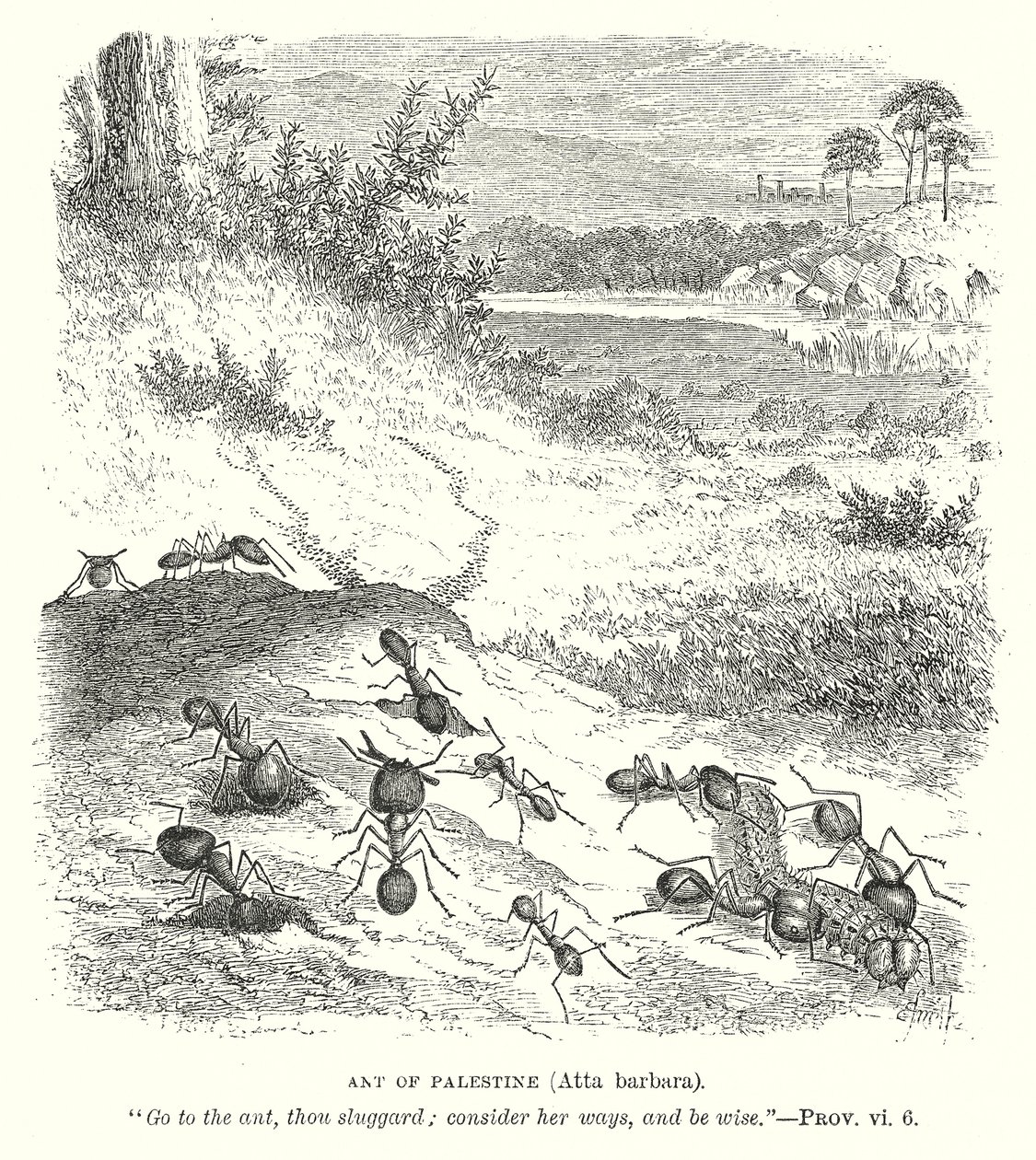 Ant of Palestine (Atta Barbara) by English School