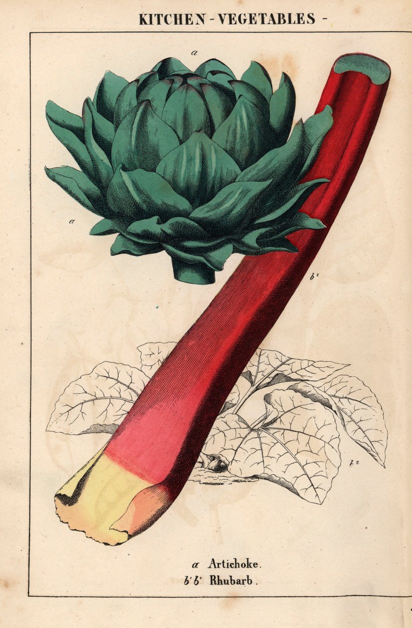 Artichoke Heart and Crimson Rhubarb, from 