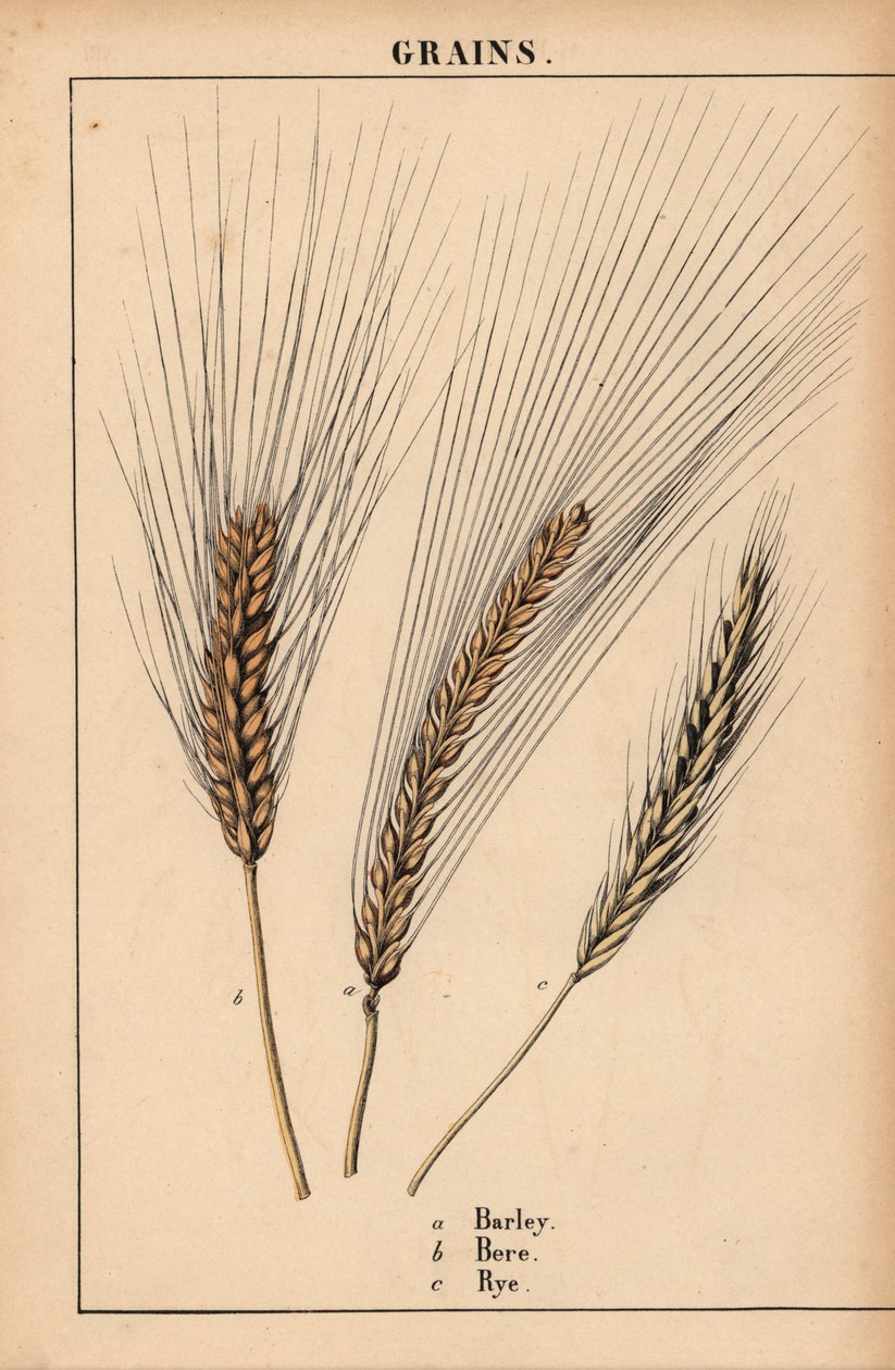 Barley, Bere and Rye Grass, from 