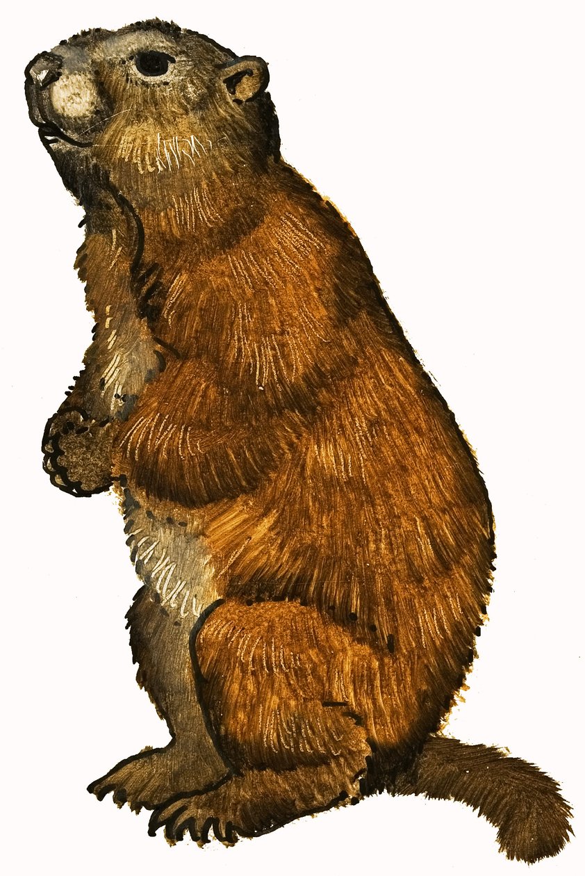Beaver by English School
