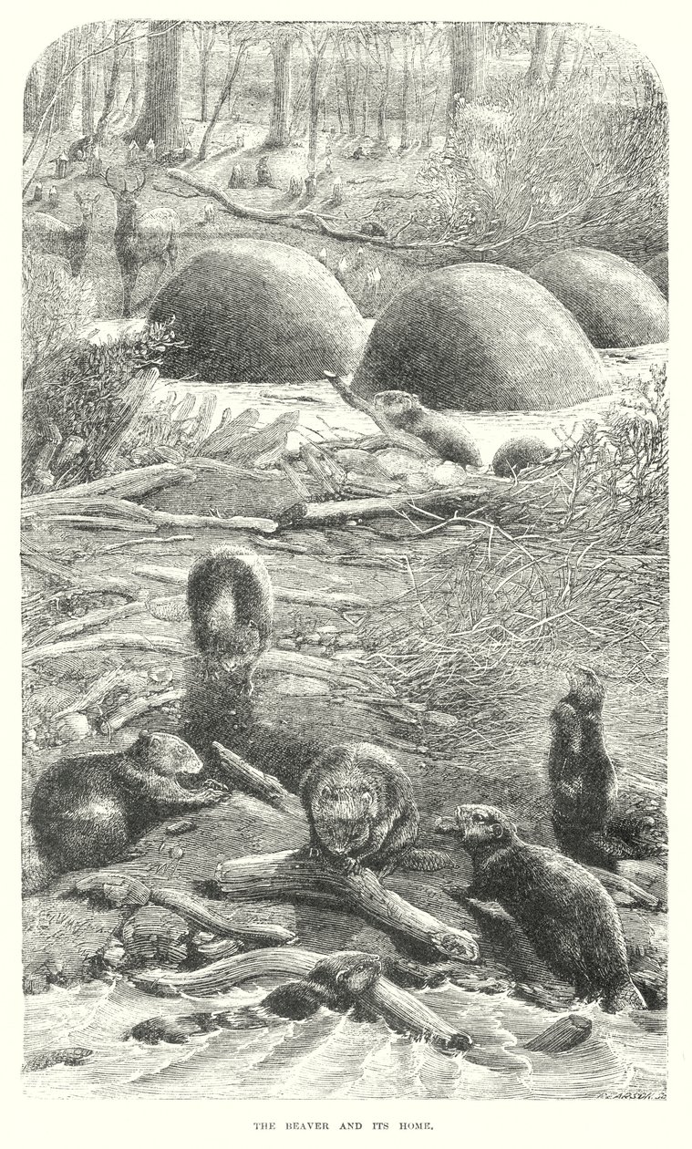 Beavers by English School