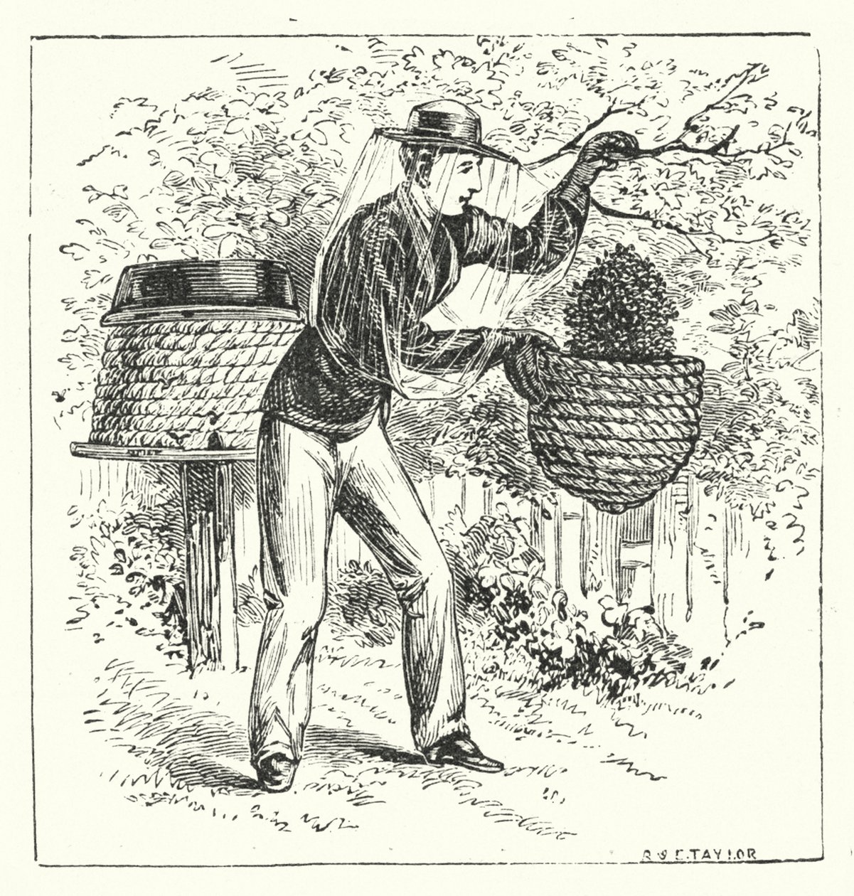 Beekeeping by English School