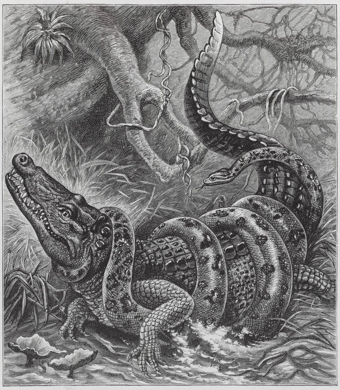 Boa and Crocodile by English School