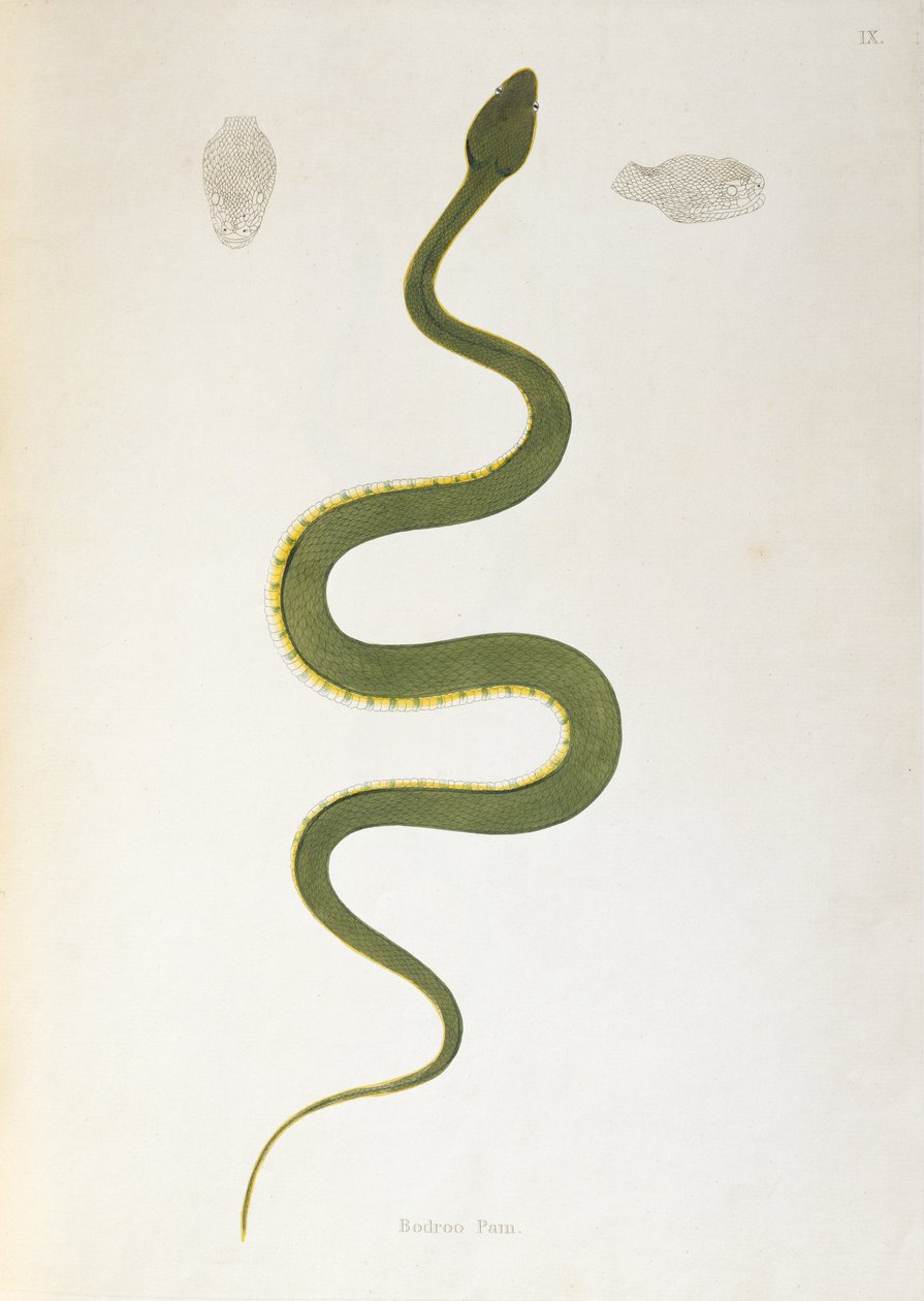 Bodroo Pam Snake from An Account of Indian Serpents collected from the Coast of Coromandel by Patrick Russell, London, 1796 by English School