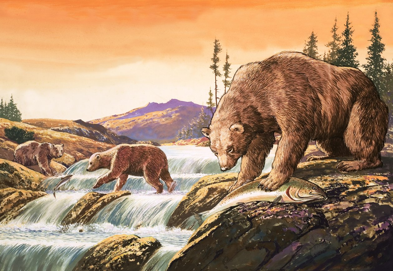 Brown Bears from Alaska, Illustration from Nature