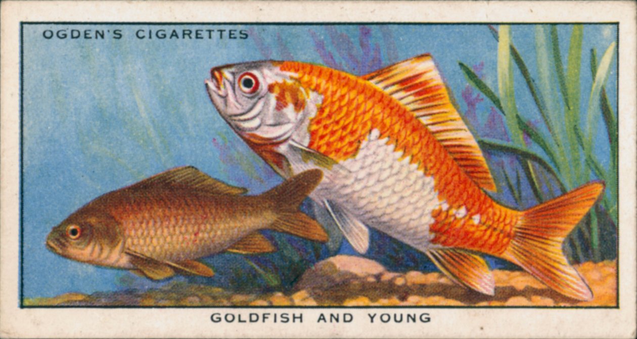 Changing Colours in Young and Adult Fishes, Goldfish and Young by English School