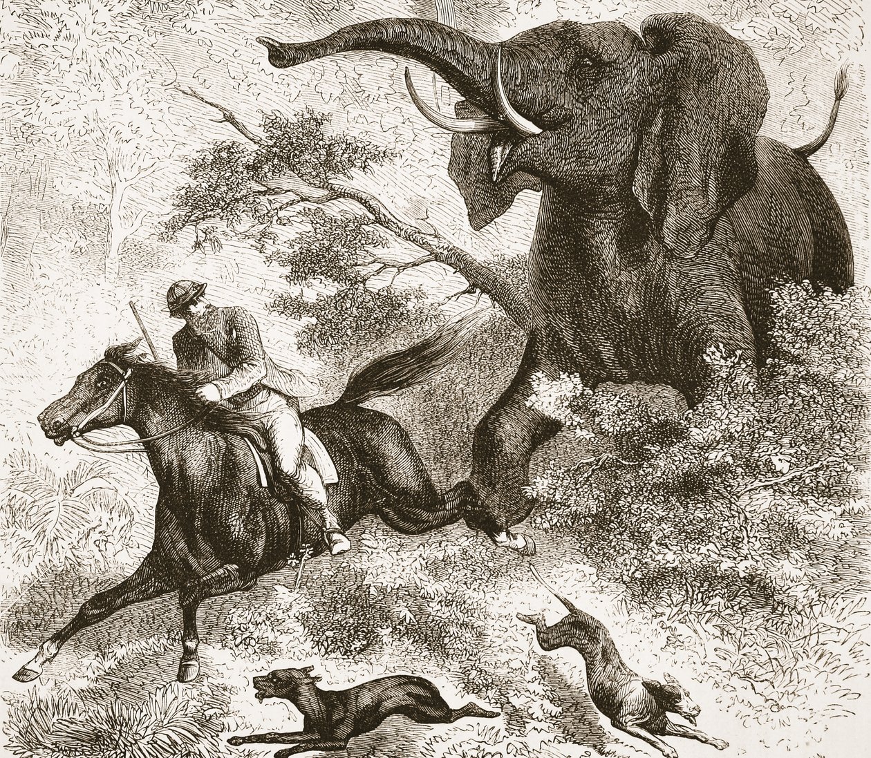 Chased by an elephant, illustration from The Pictorial Edition of the Life and Discoveries of David Livingstone by J. Ewing Richie by English School