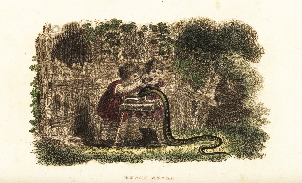 Children using spoons to hit the head of a black snake that is greedily drinking from a saucer of milk by English School