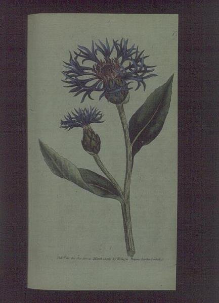 Cornflower (Centaurea montana), plate 77 from William Curtis