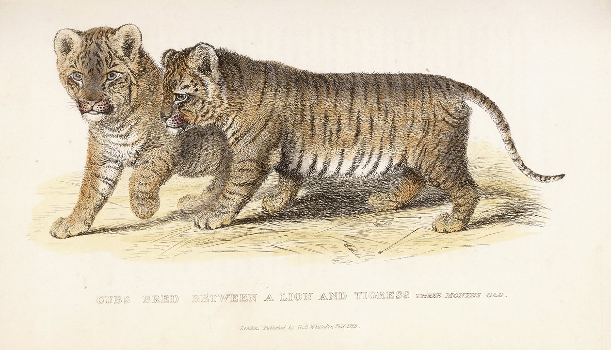 Cubs Bred between a Lion and Tigress, Three Months Old by English School