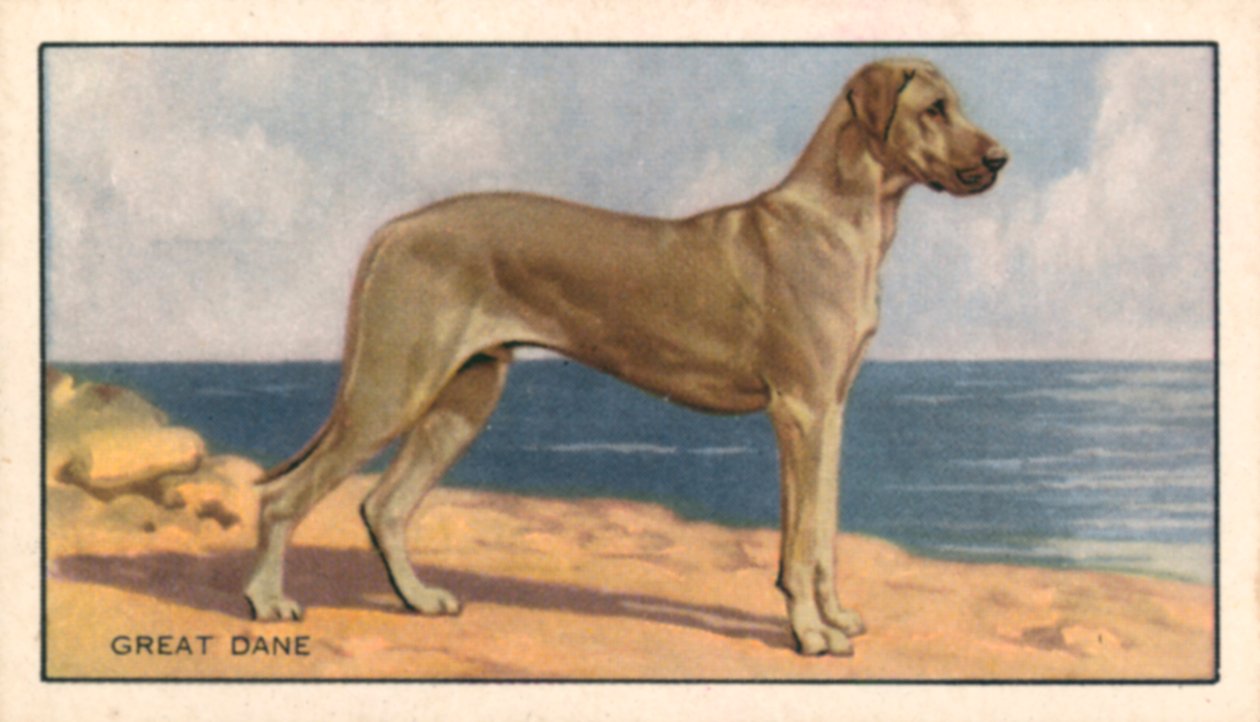 Dogs: Great Dane by English School