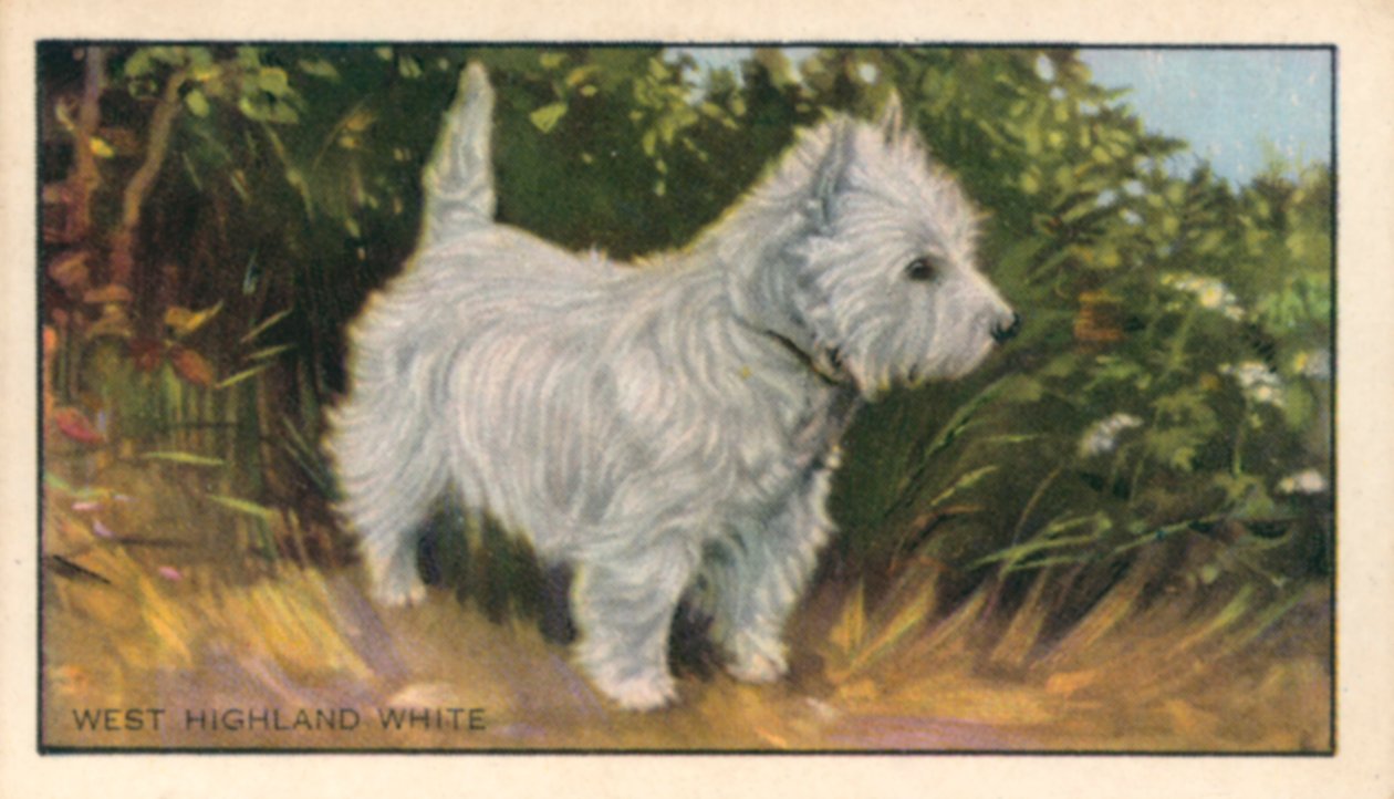 Dogs: West Highland White by English School