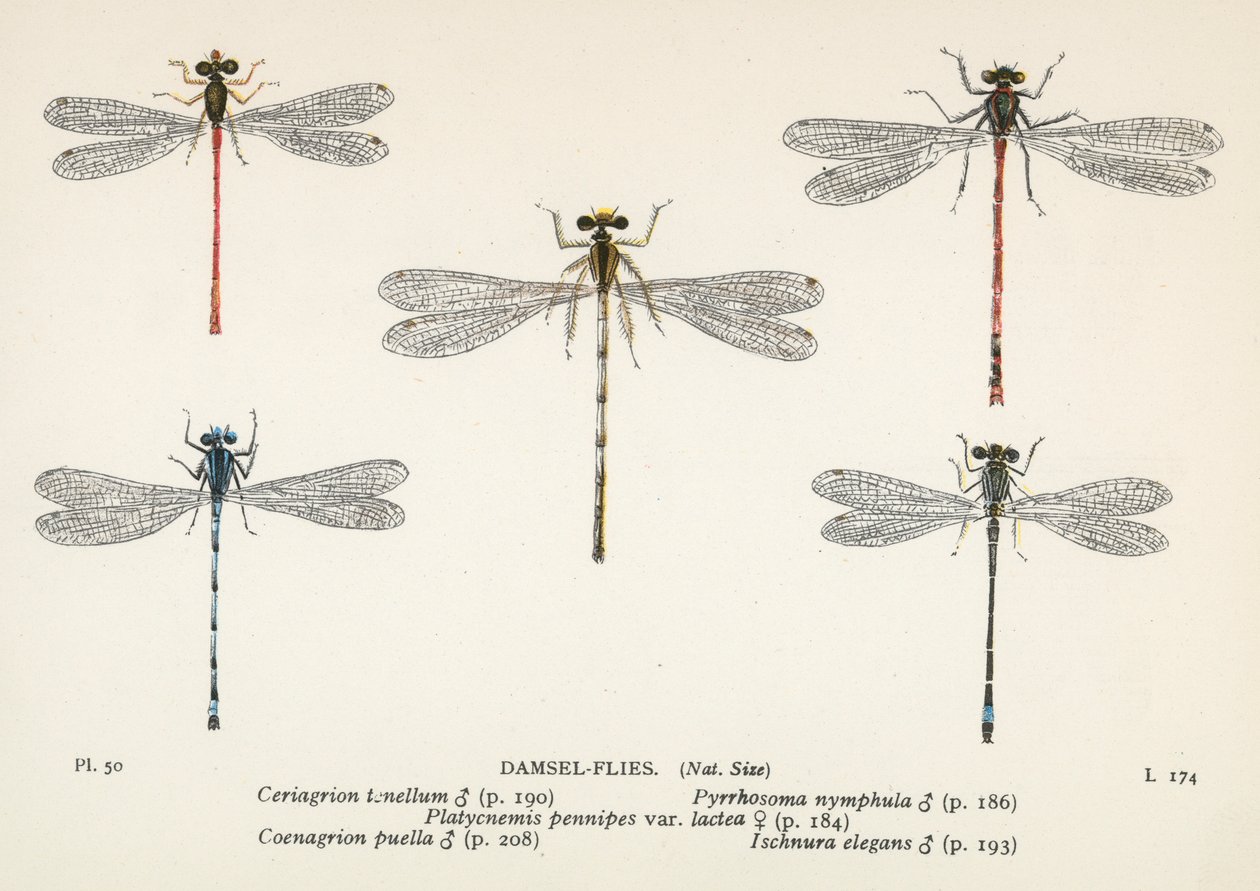 Dragonflies: Damsel-Flies by English School