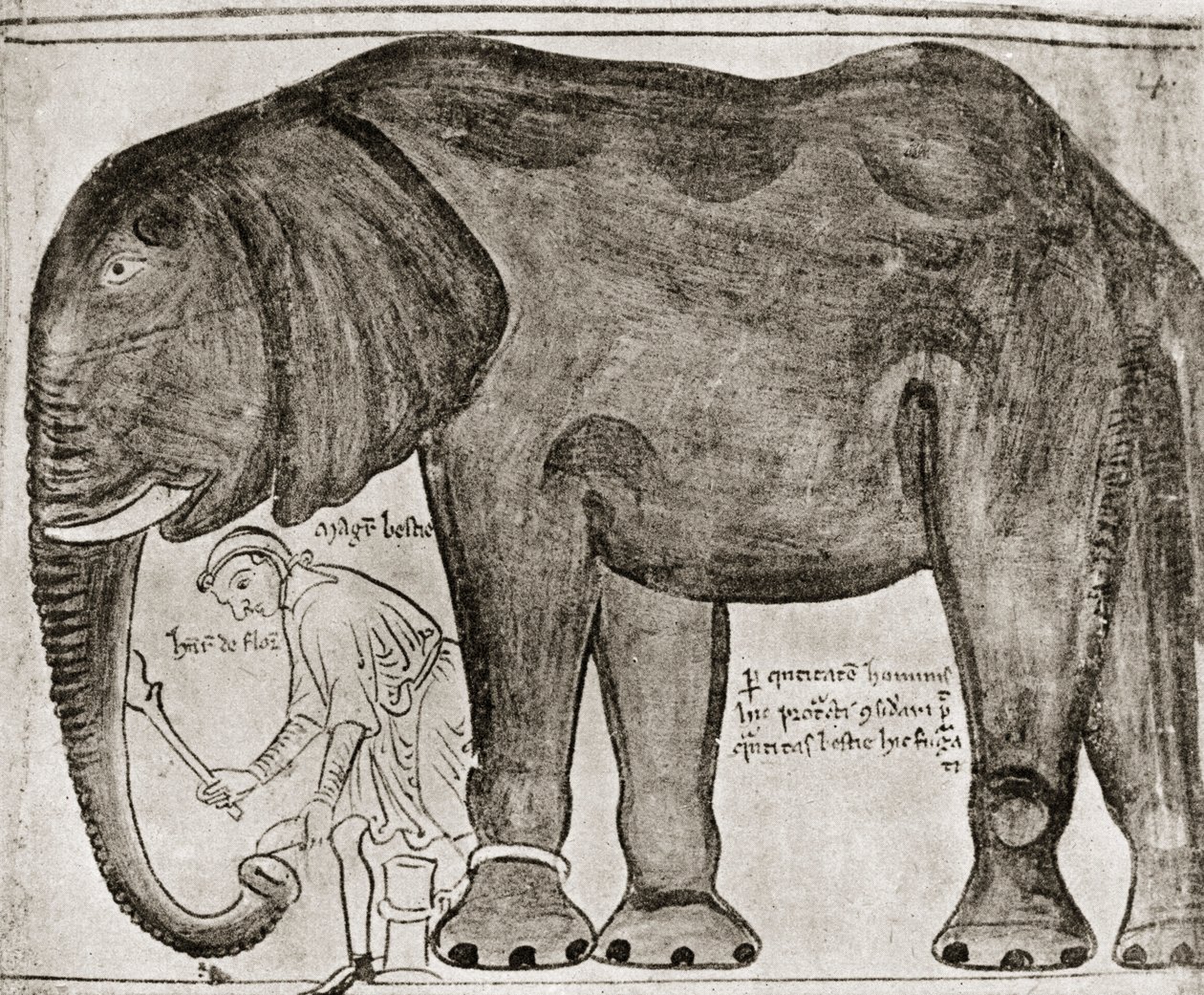 Elephant sent by St Louis to Henry III, from 
