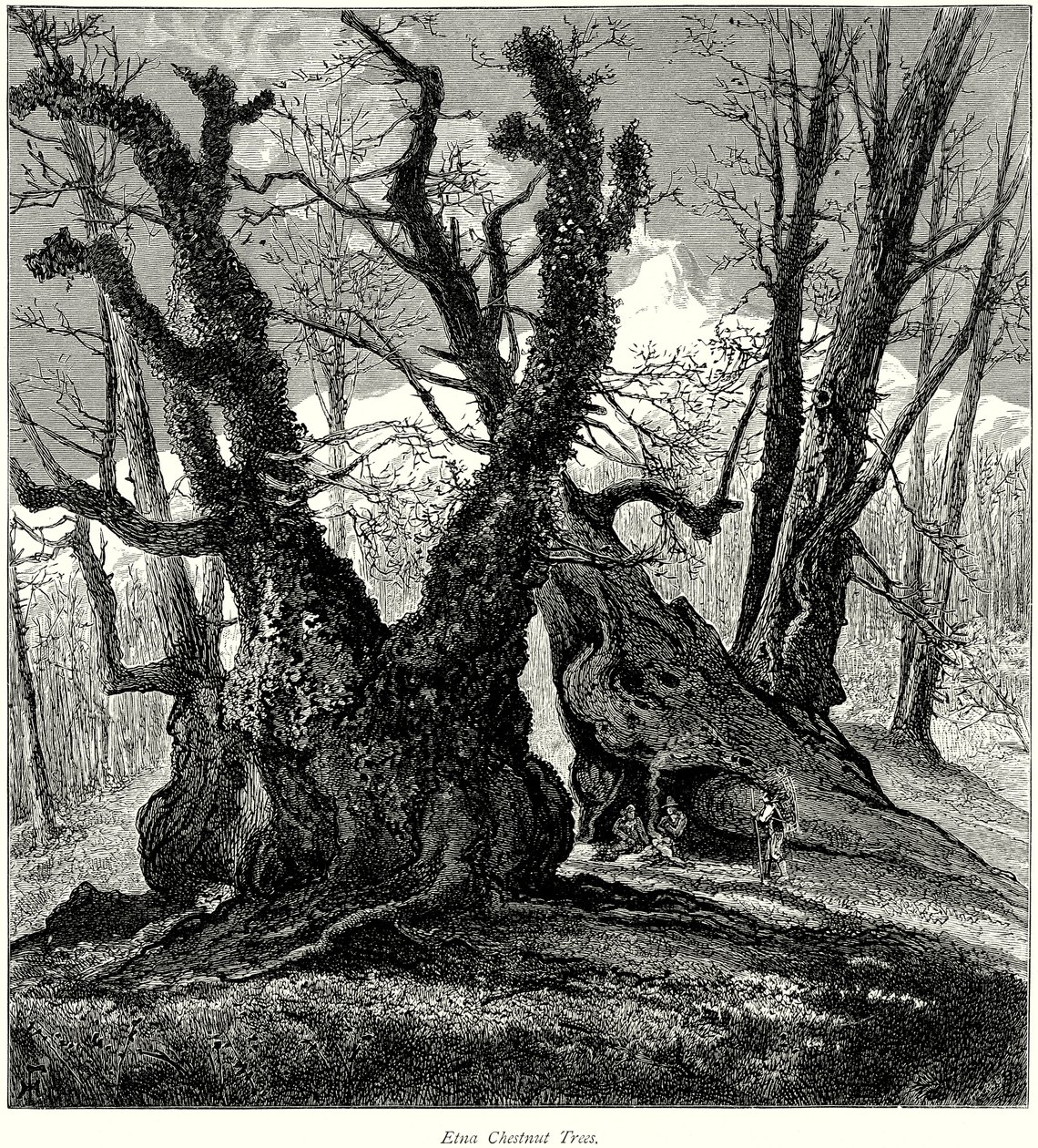 Etna Chestnut Trees by English School