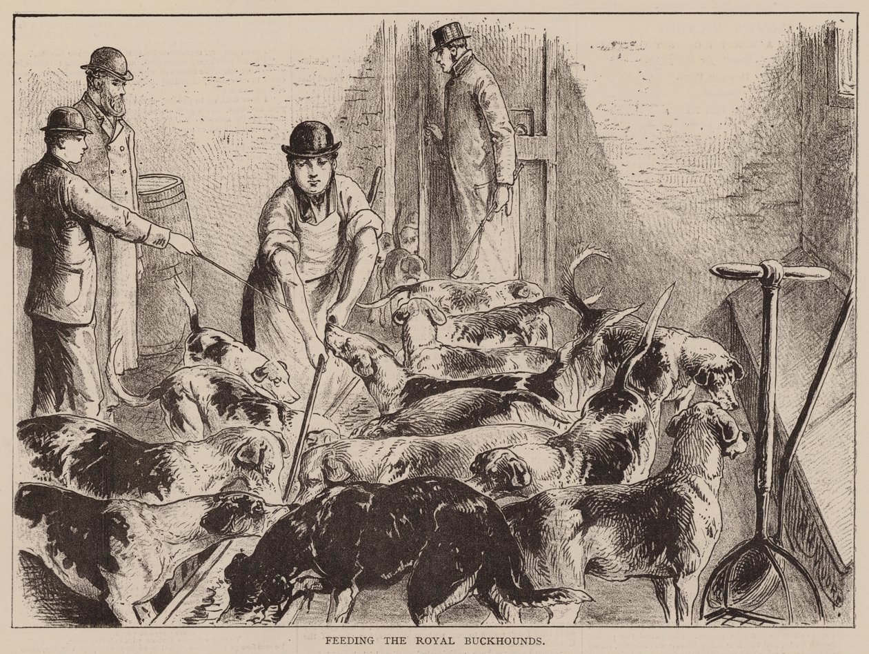 Feeding the Royal Buckhounds by English School