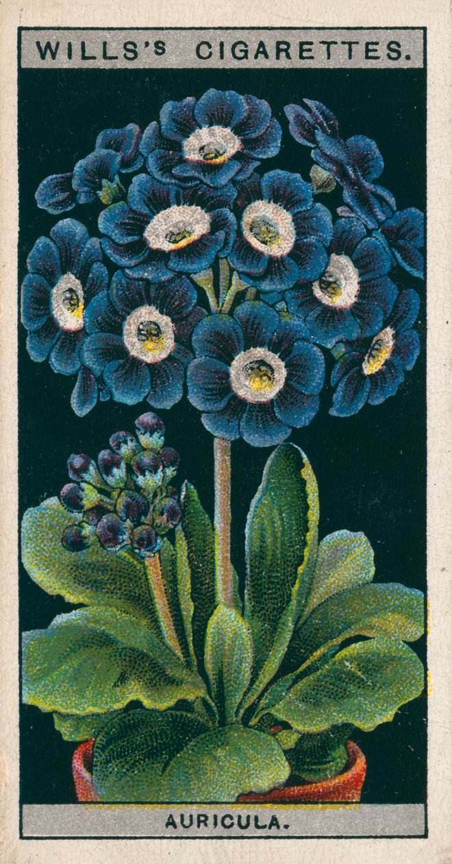 Flower Culture in Pots: Alpine Auricula by English School