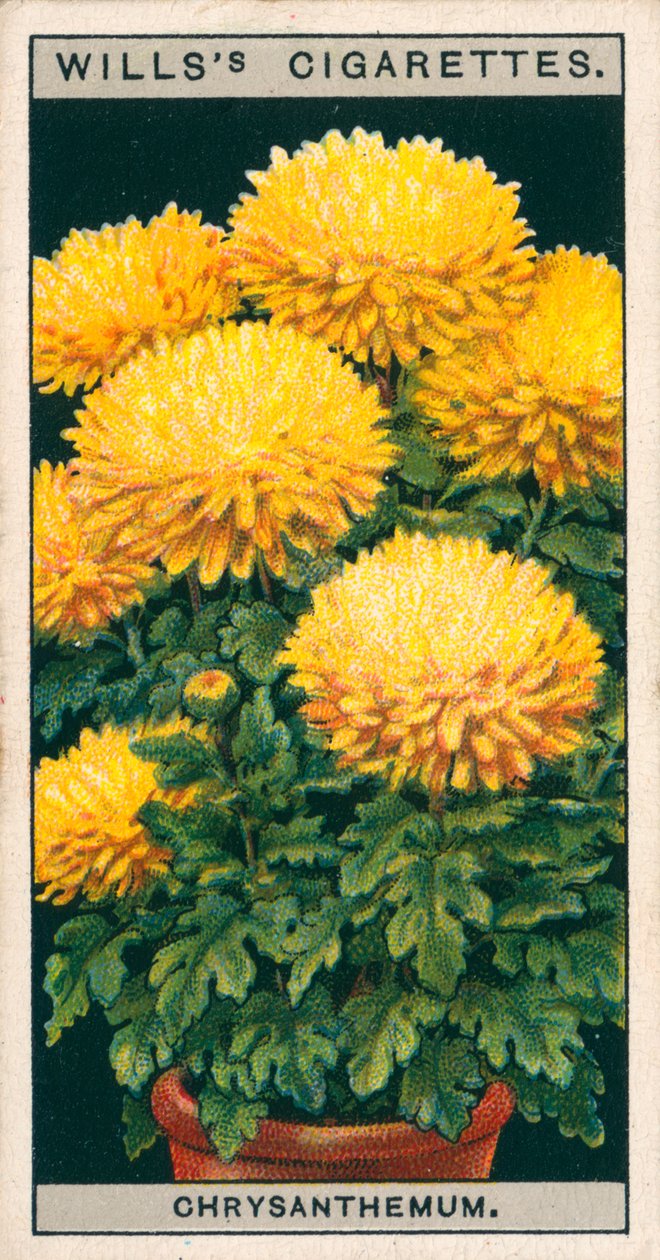 Flower Culture in Pots: Dwarf Chrysanthemum by English School