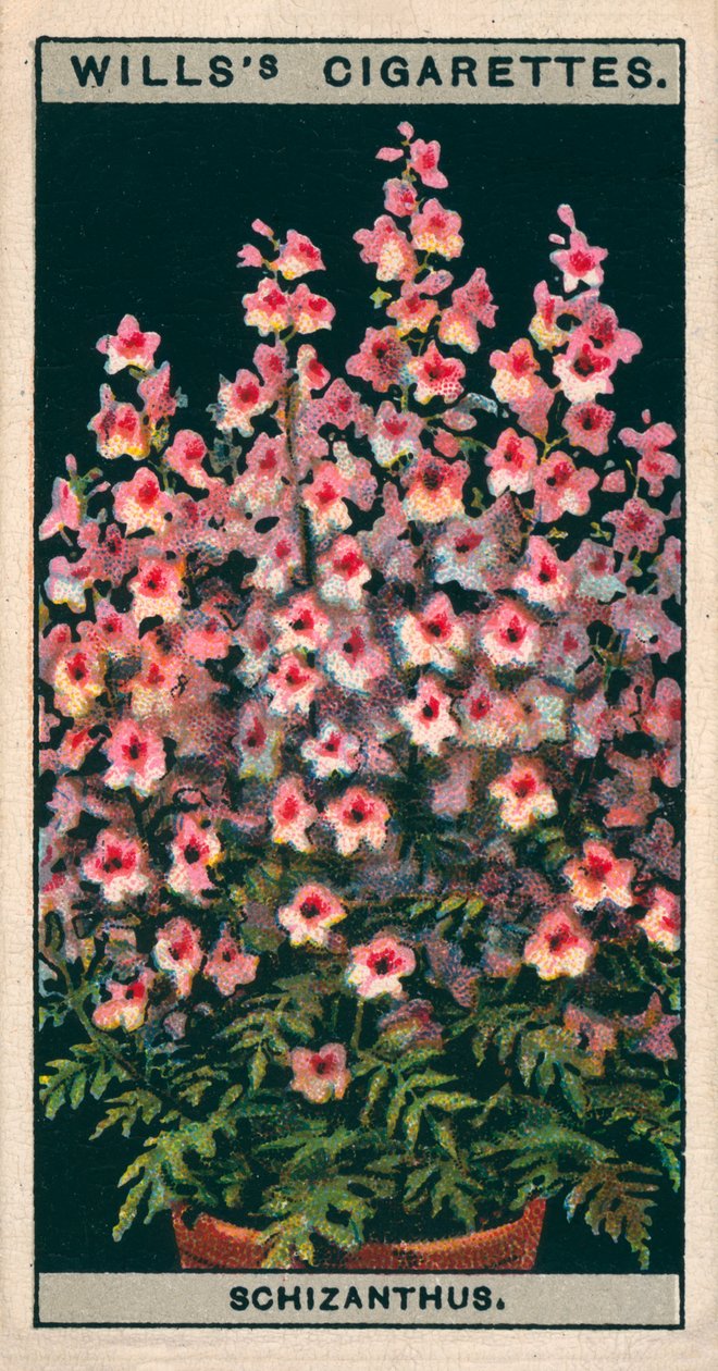 Flower Culture in Pots: Schizanthus or Butterfly Flower by English School