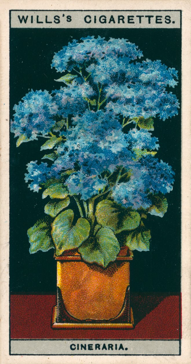 Flower Culture in Pots: Star Cineraria by English School