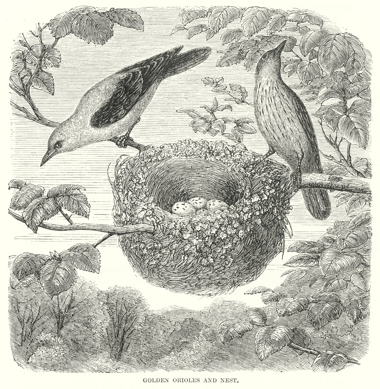 Golden Orioles by English School