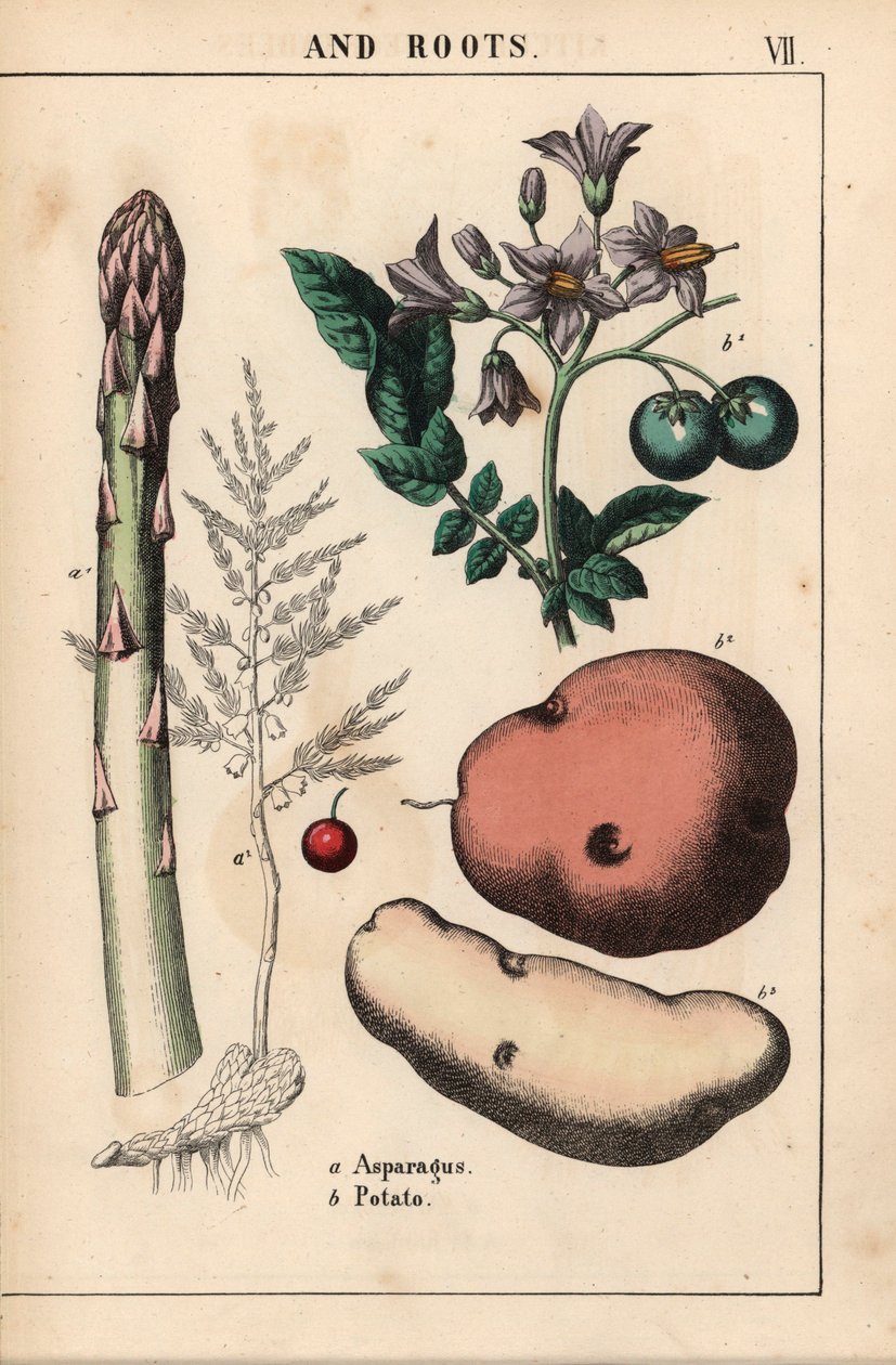 Green asparagus and potato, from 