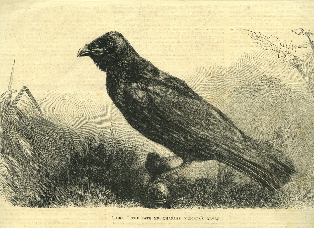 Grip, the Pet Raven of Charles Dickens by English School