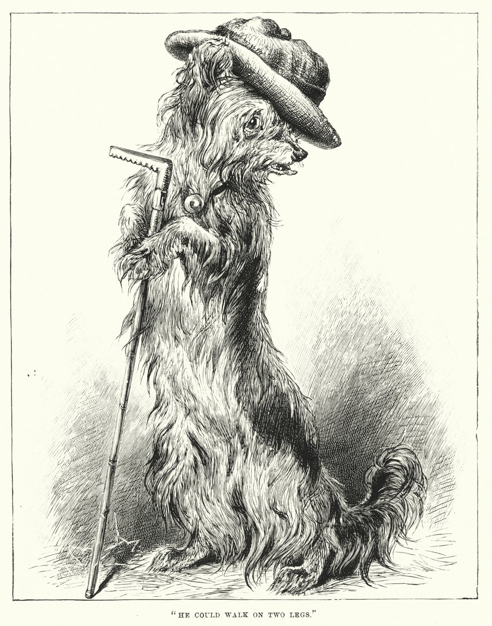 He Could Walk on Two Legs by English School