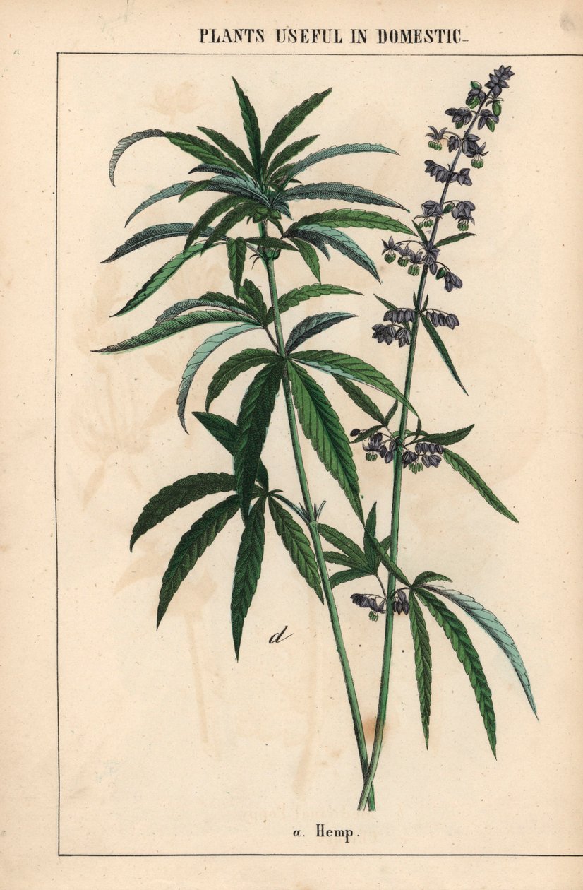 Hemp with Blue Flowers, from 