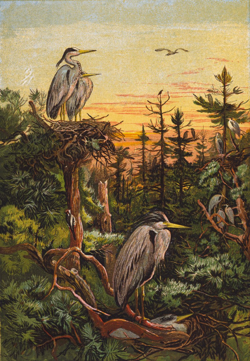 Herons by English School