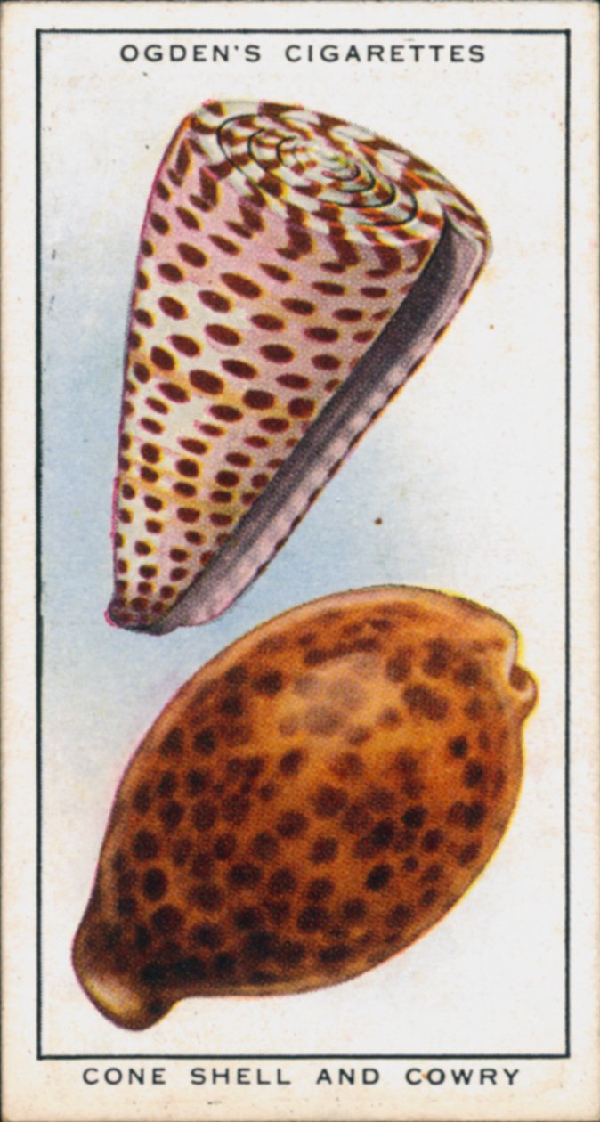 Hidden Colours in Molluscs, Cone Shell and Cowry by English School