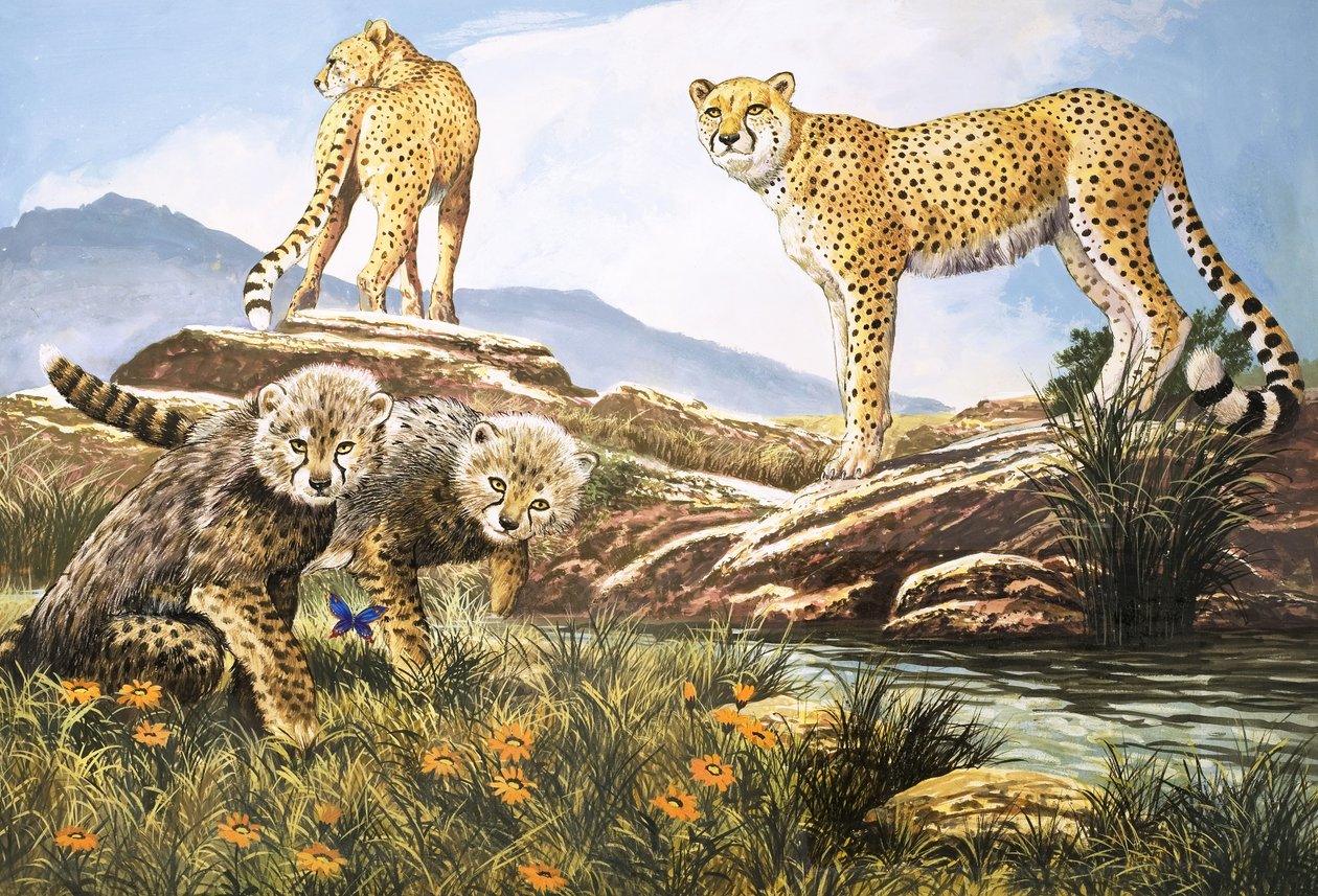 High-Speed Hunter, The Cheetah, Illustration from Nature