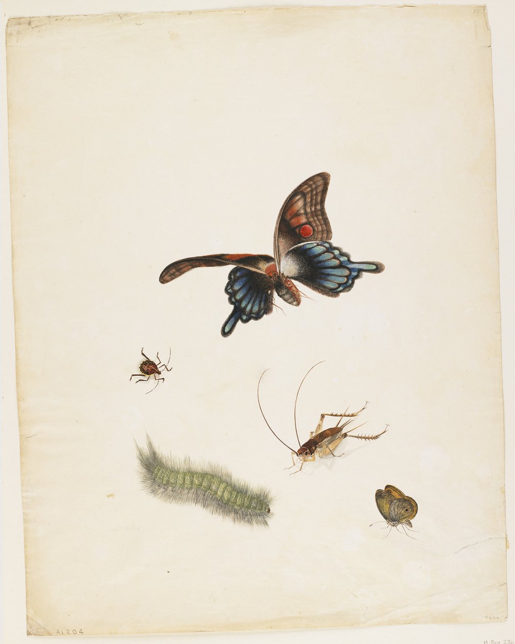 Insects, c.1805 by English School