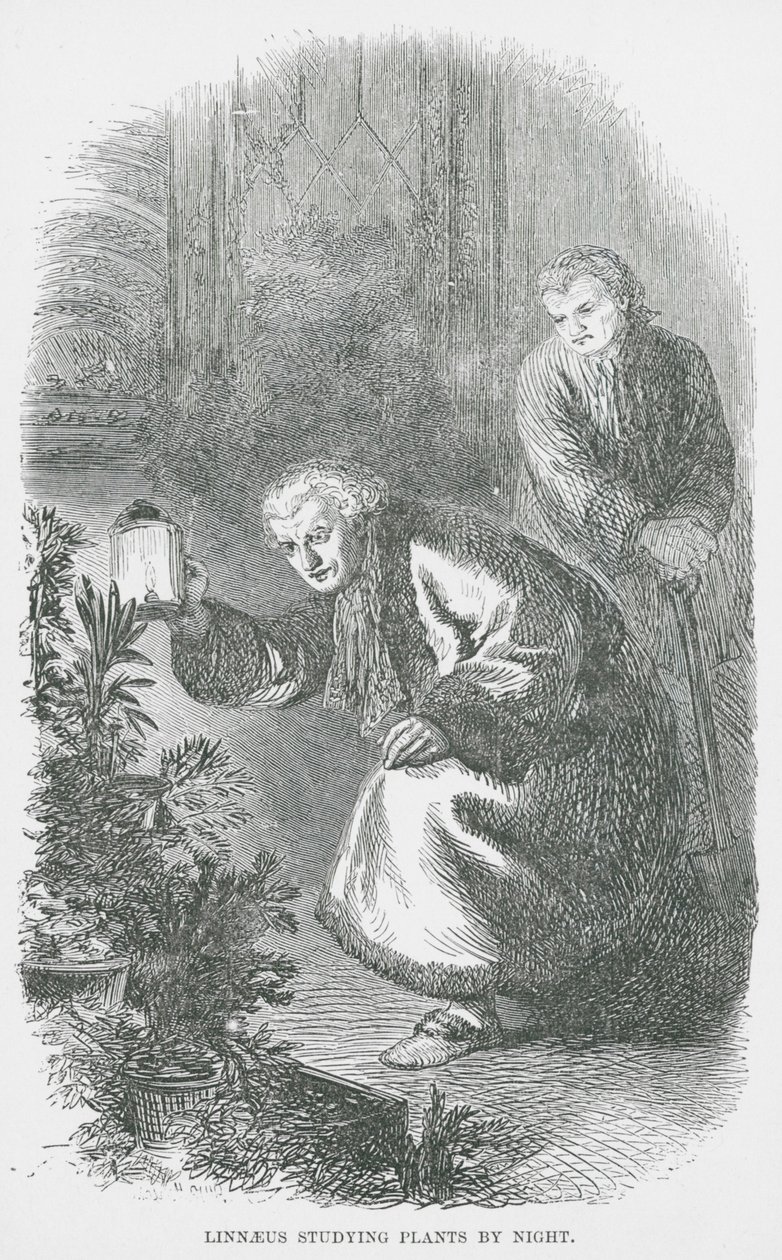 Linnaeus Studying Plants by Night by English School